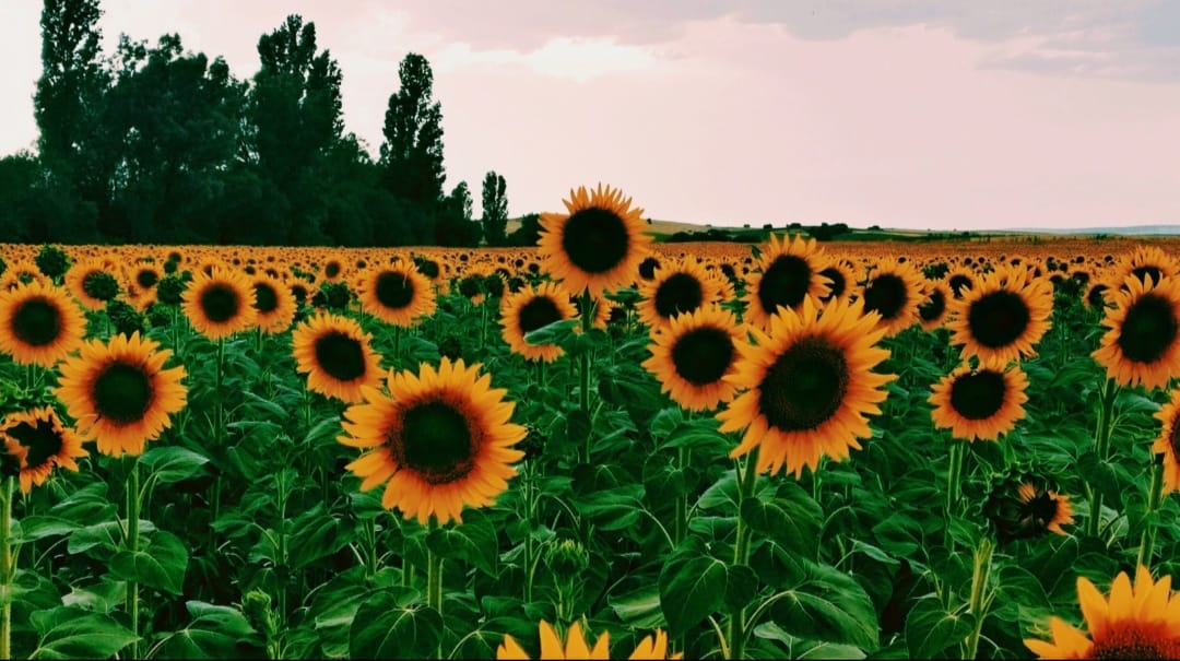Girasoles